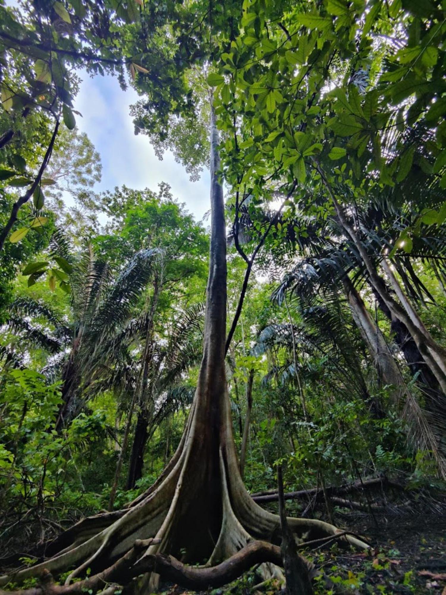 Отель Tangkoko Macaca Rinondoran Экстерьер фото