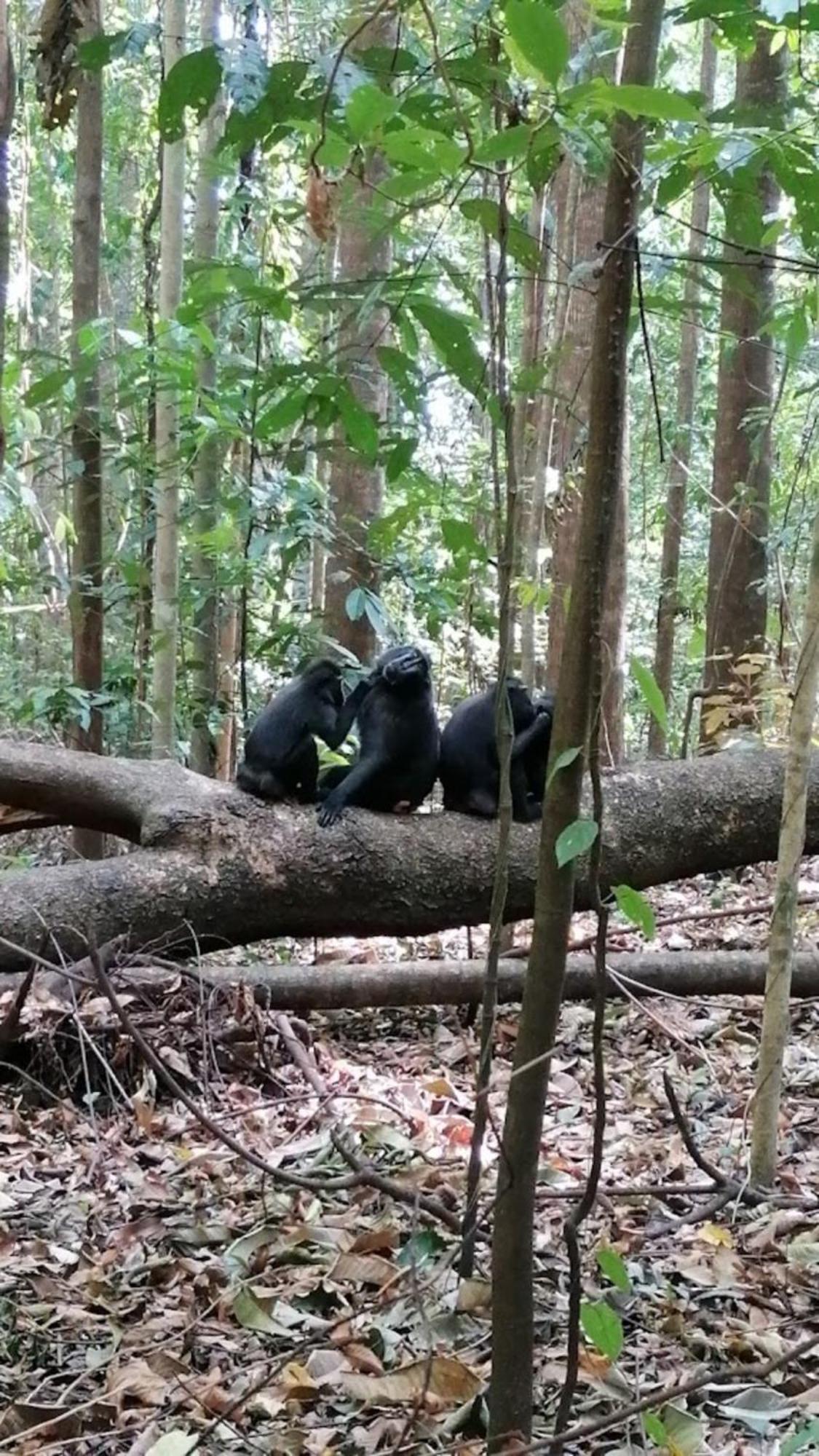 Отель Tangkoko Macaca Rinondoran Экстерьер фото
